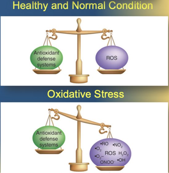 03 oxidotiko stress